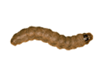 Western Bean Cutworm