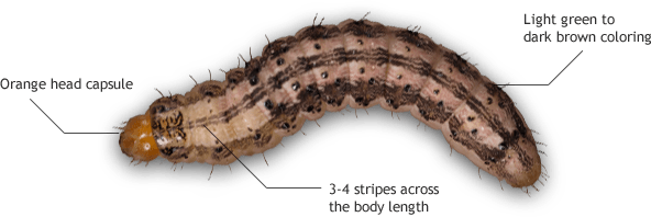 Corn Earworm