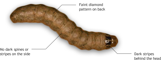 Western Bean Cutworm