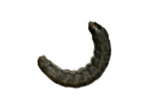 Black Cutworm