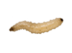 Corn Rootworm